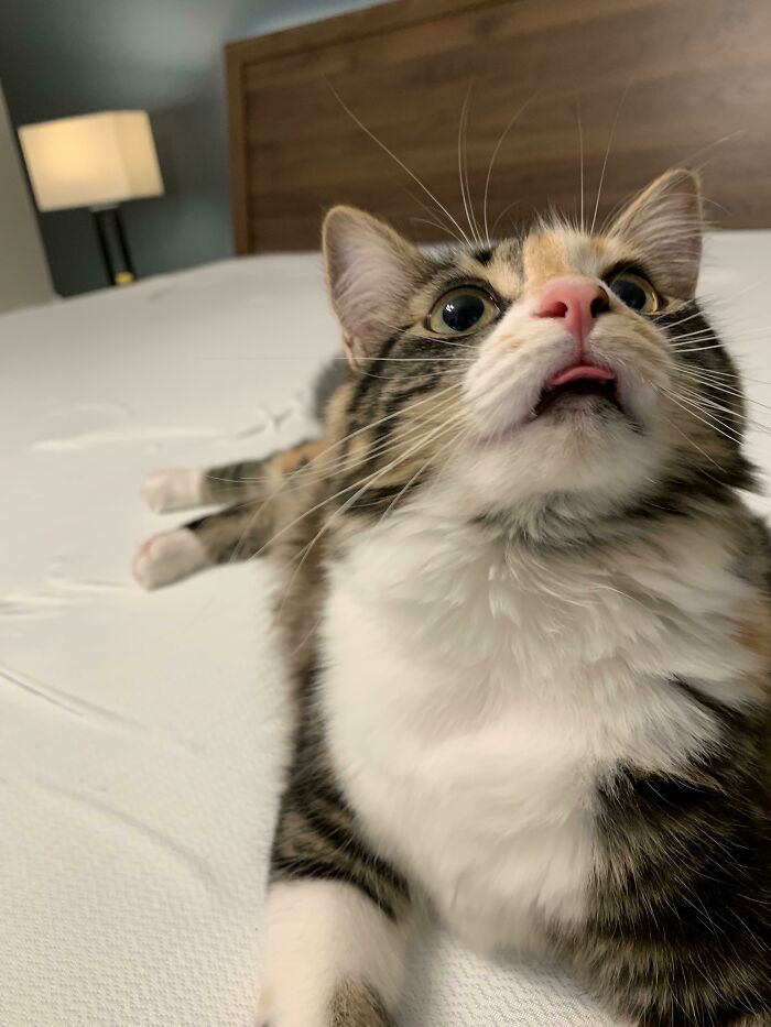 Penny’s Blep as a Reward for Helping Make the Bed