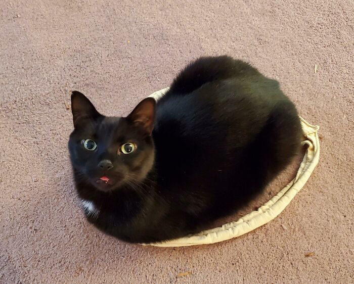 Bleploaf in a Circle: The Ultimate Chill Mode