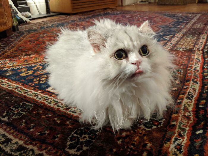 Persian Floof Loaf on a Persian Rug (Plus Bonus Mlem)