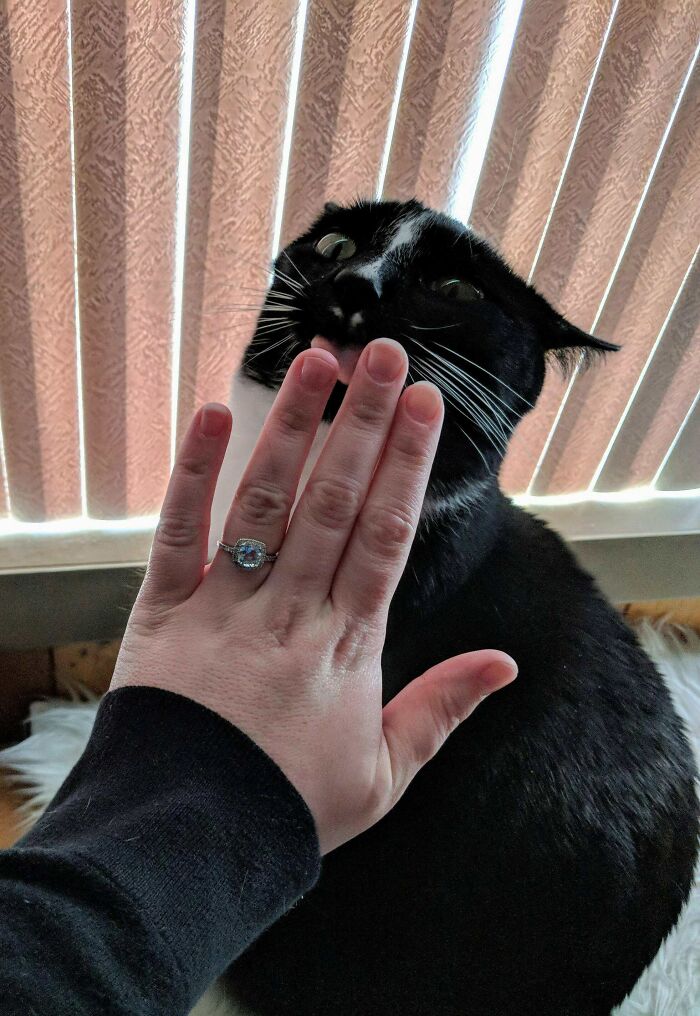 Engaged and Blessed by Gary the Giant Derp’s Ring Photo Blep