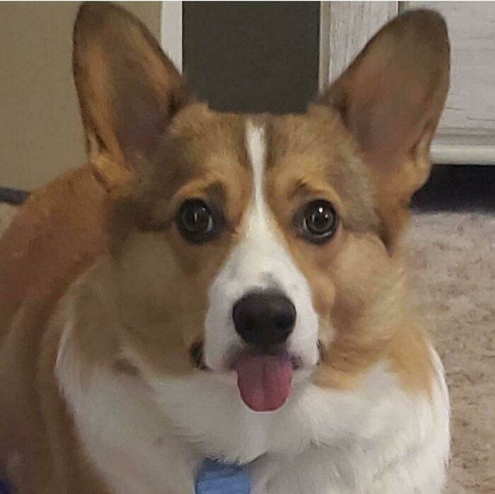 Bandit’s Blep Got Him Banned from AnimalsBeingDerps—Rebel!