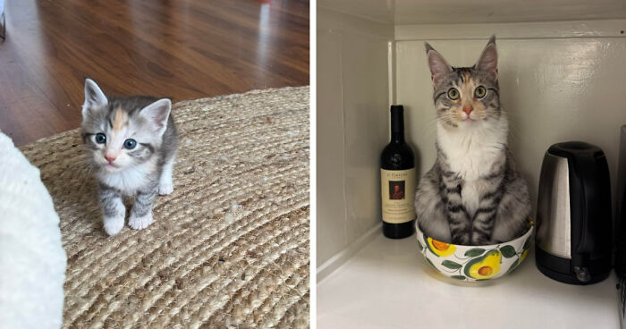 Clementine’s Glow-Up: 3 Weeks to 1 Year