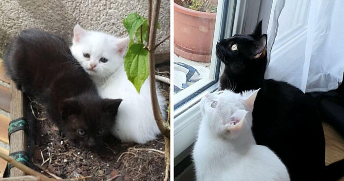 From 1 Month to 7 Months: Double The Kitten, Double The Fun