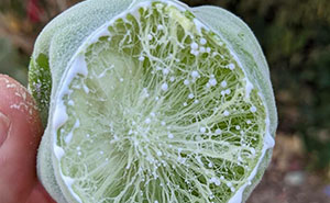 Let's Play: Name That Plant! The Funniest Plant ID Fails & Wins