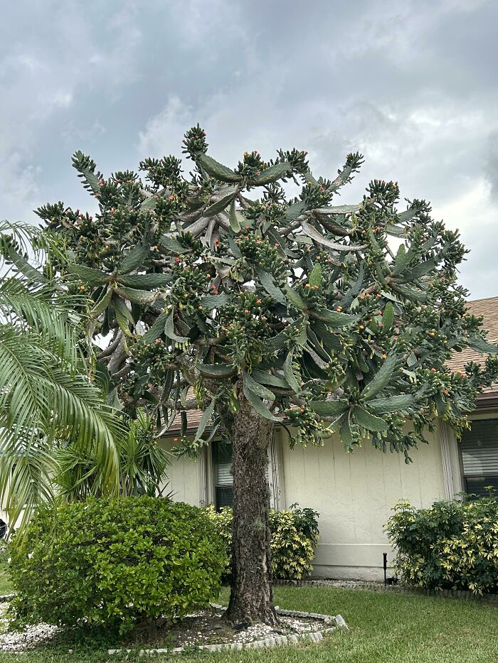 Is That a Tree Cactus in My Neighborhood? Yep, One of the Coolest Ever!