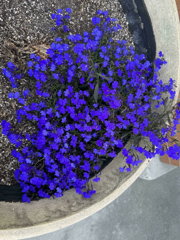 This Tiny Purple Flower Packs a Ton of Punch