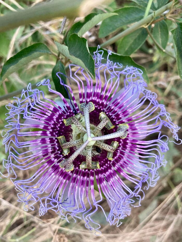 The Most Intricate Flower Ever, Found By The Road!