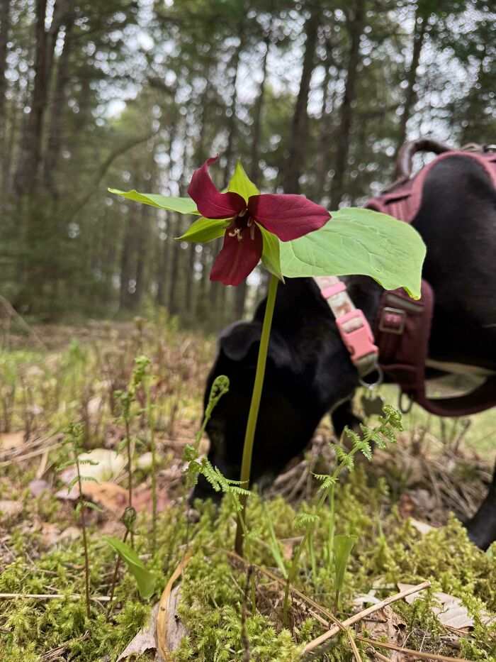 Found This Lone Red Flower Sitting Alone on the Moss