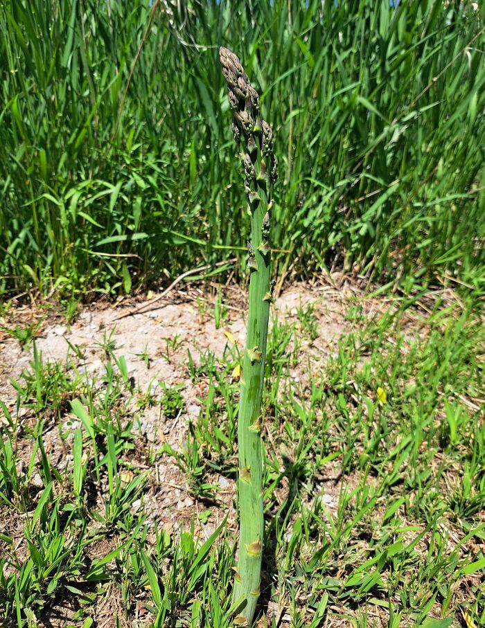 This Random Plant Sprouted After Mowing the Lawn. Meet Asparagus!