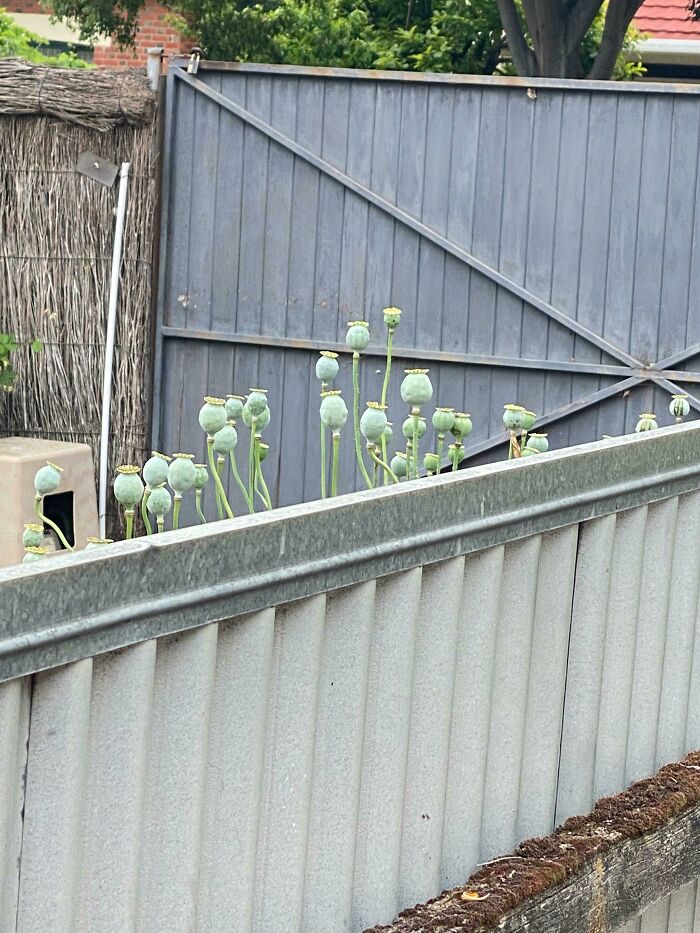 Is My Neighbor Growing Opium? Just Pink Flowers Here...