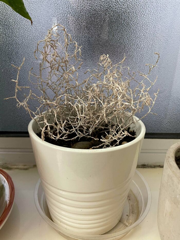 Is This Dead or Just a Plant Taking a Nap? Spoiler: It’s Dead.