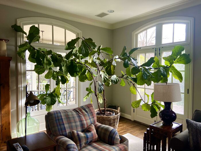 Epic Houseplant Alert: The Ginormous Fiddle Leaf Fig Nobody Can Name