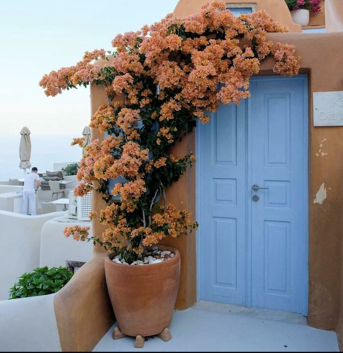In Love With This Bougainvillea—Can’t Help It!