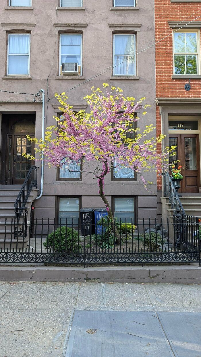 Jaw-Dropping Yellow & Pink Tree—What Is It?