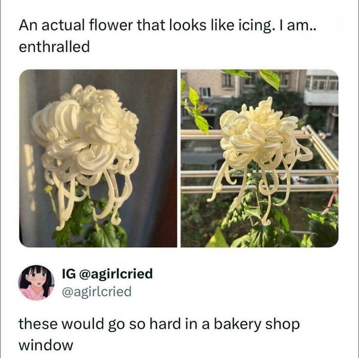 Is This Flower Real or Did Someone Bake It?