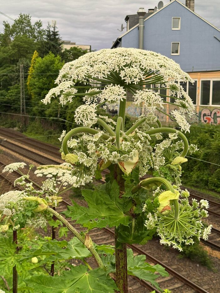 Giant Hogweed Alert! Keep Your Distance!