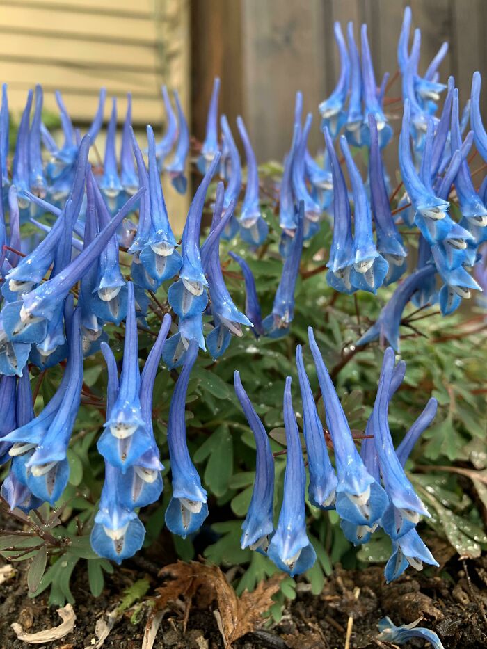 Look at These Blue Flowers That Look Like Tiny Wizards!