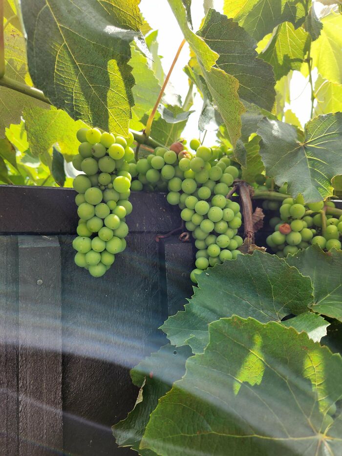 Grape Vine Invades the Fence! Wait, Are Those Grapes?