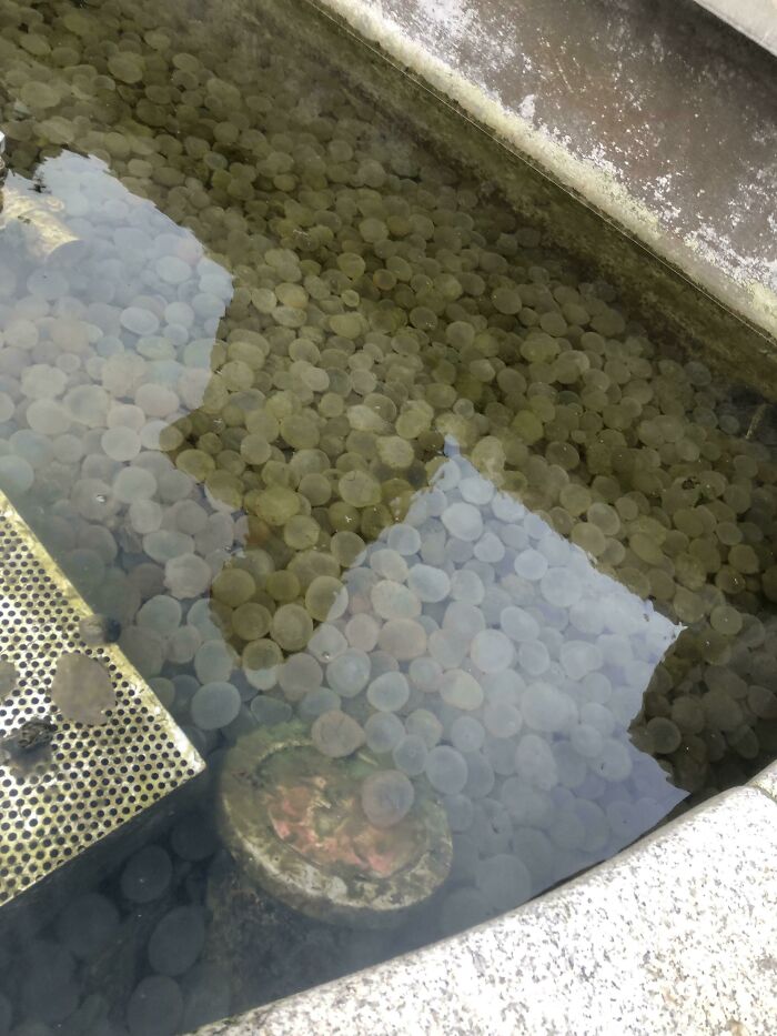 What’s This Slimy Blob in the Moss? Definitely NOT Frog Eggs!