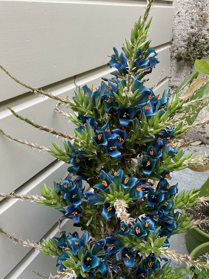 Aliens? Nope, Just This Freaky Bromeliad!