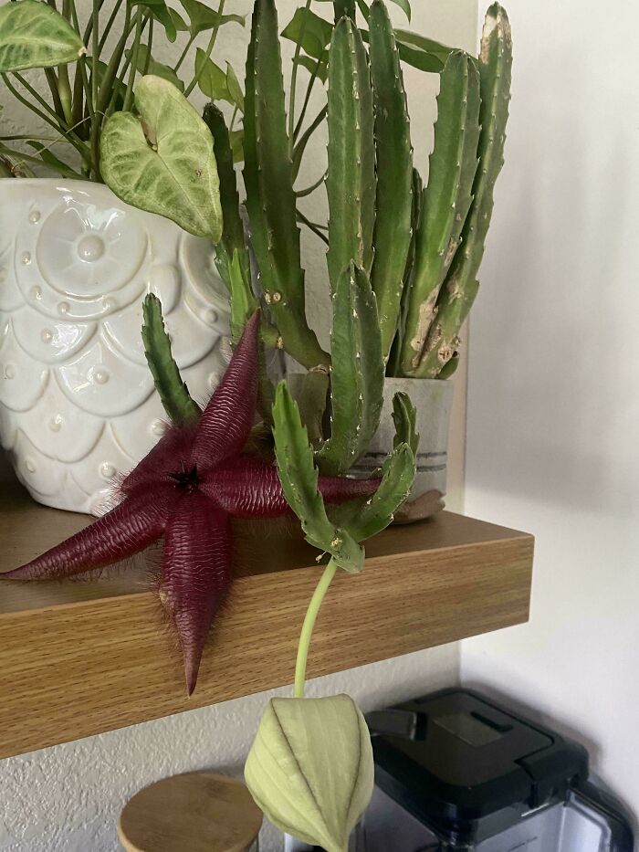 This Stinky Flower? Yep, It’s a Stapelia, Nature’s Smelly Flower!