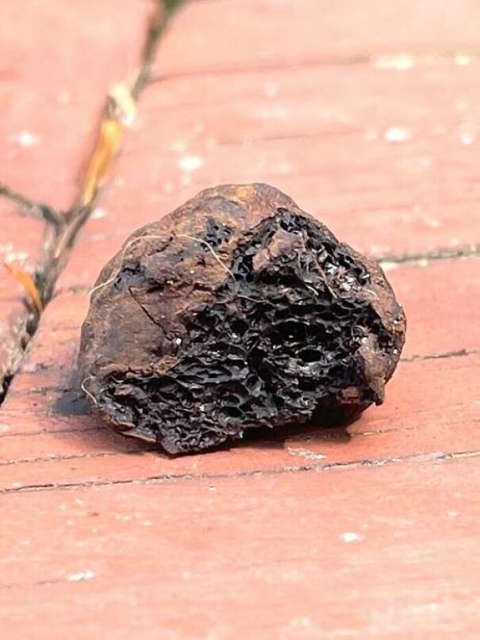 Are These Truffles or Just Stinky Fungus? Dogs Dig It Anyway!