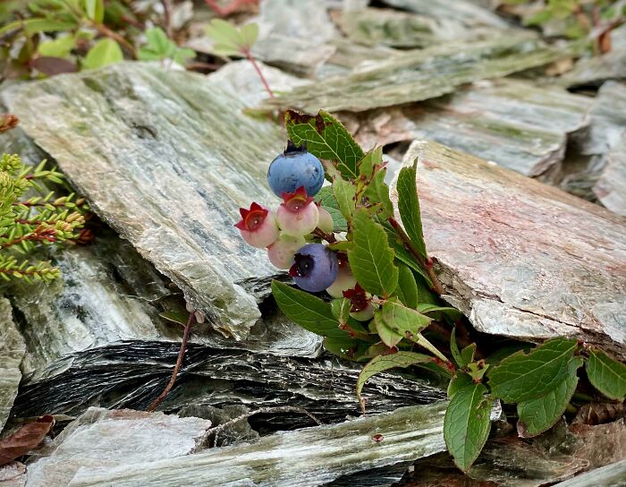 Blueberries or Trickery? Found Near Mica Rocks.