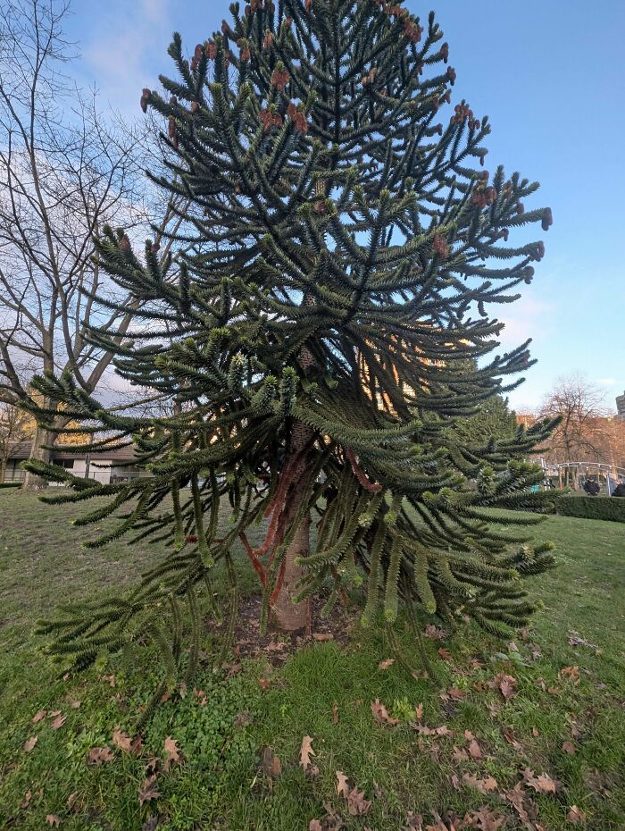 Take a Stroll and Meet the Monkey Puzzle Tree!