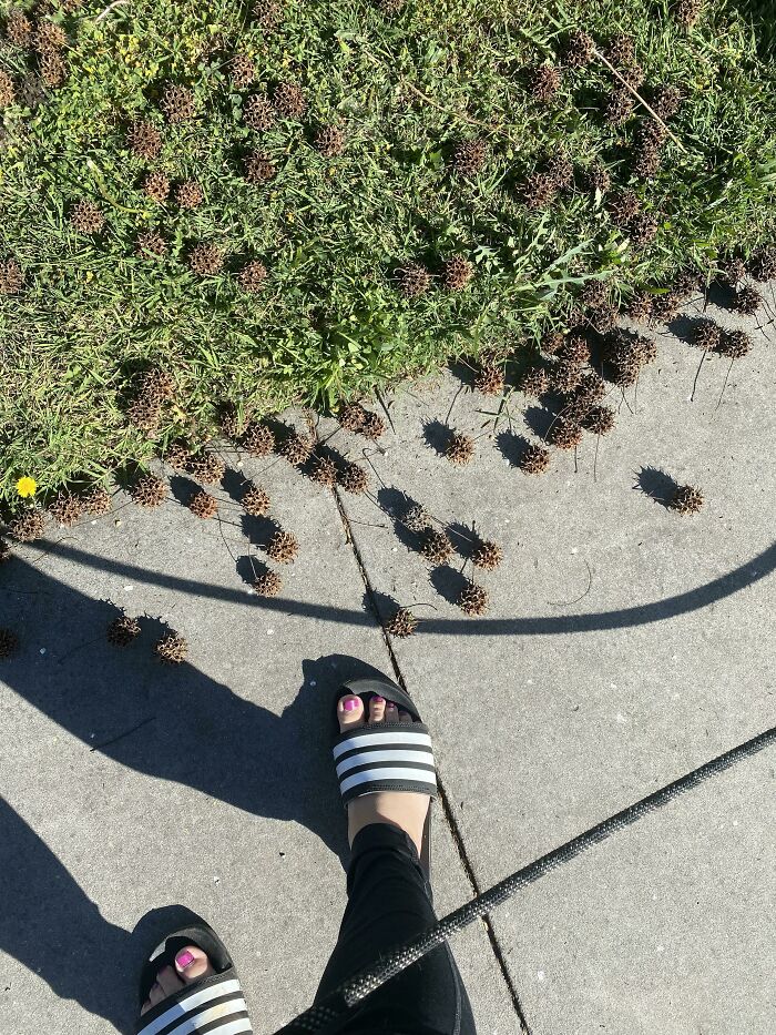 Ouch! What Are These Devil’s Testicles on the Ground?!