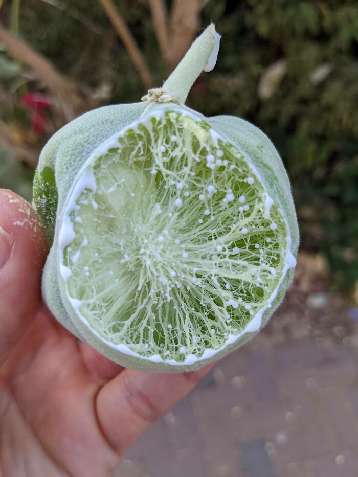 What’s This Weird Round Fruit with Stringy Insides?