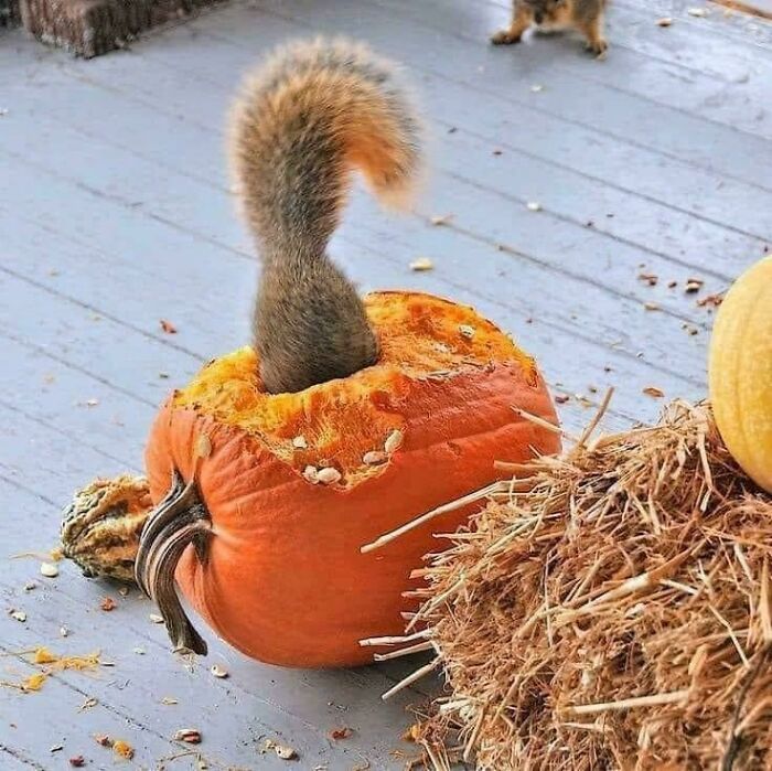 Halloween = Total Disaster