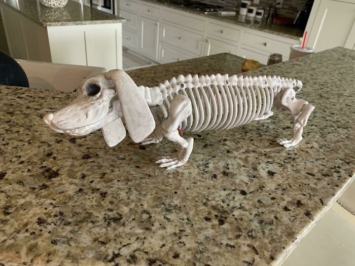 Bought A Halloween Skeleton Dog, It Looked Just Like My Sweet Pup... Then She Passed Away