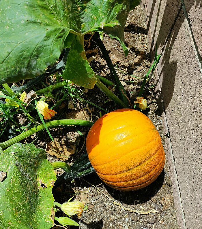Forgot When To Plant Pumpkin Seeds For Halloween, July Was Too Late