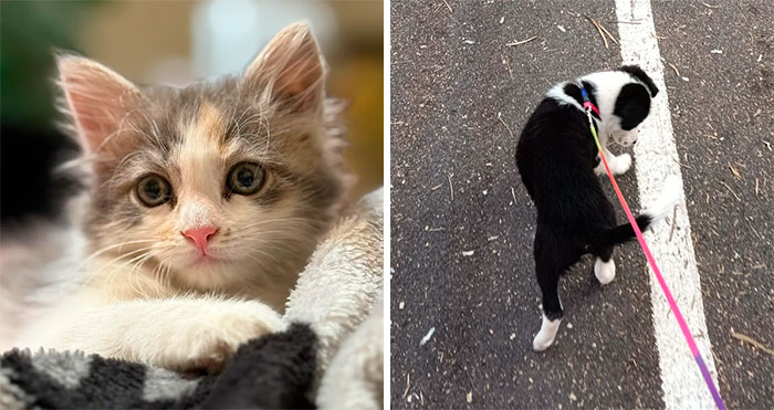 These Adored Pets Just Made October Way Better!