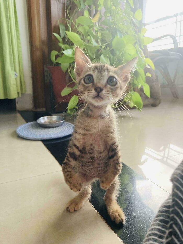 Meet Our New Rescue Cat!