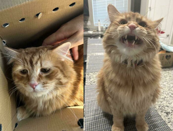 Gregory: From Sad Shelter Cat to Sassy Superstar