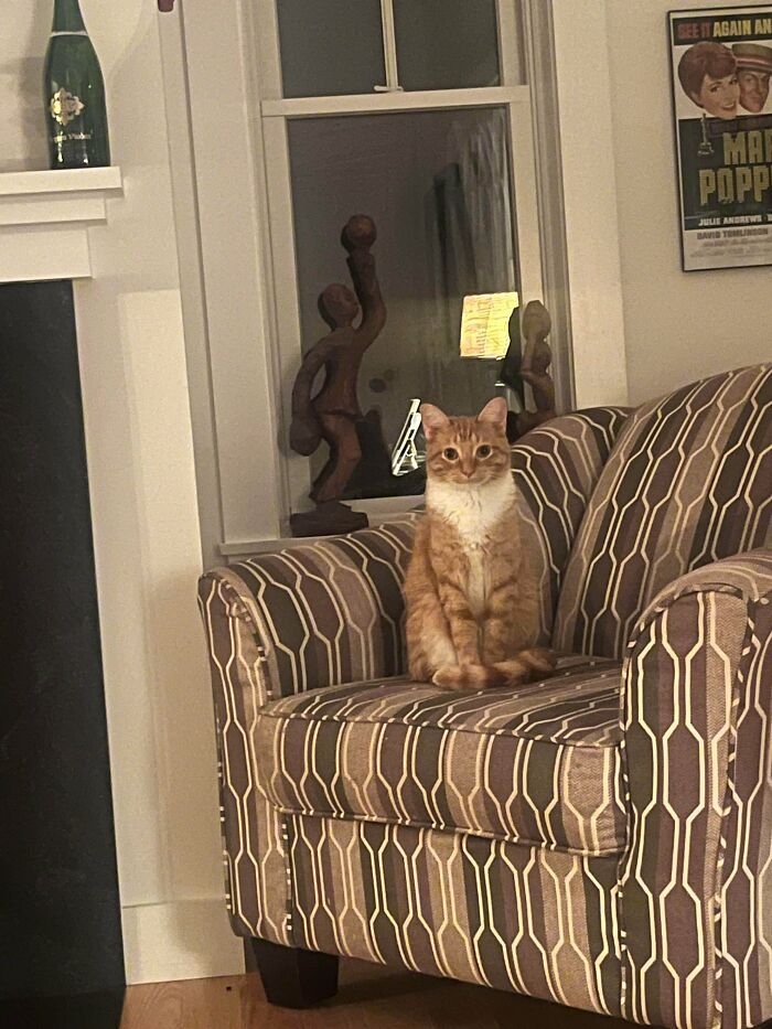 Finally Adopted A Cat: Meet Our New Family Member!