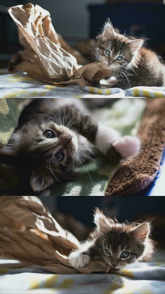 The Most Perfect Kitten You’ll Ever See