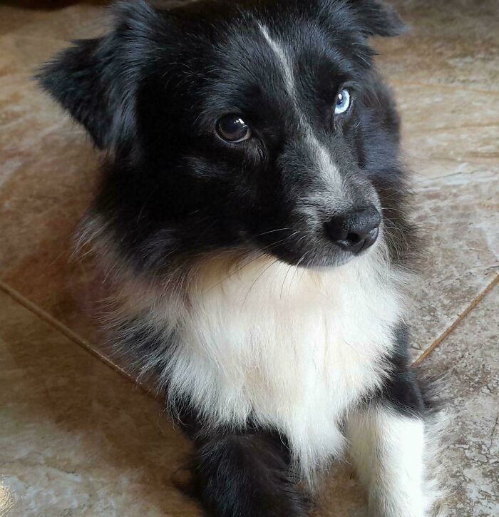 I Adopted This Happy Pup!