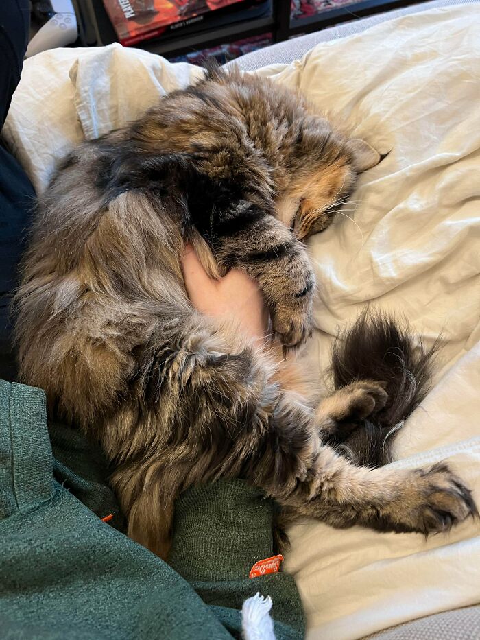 A Sweet Tale of Adopting a Senior Cat