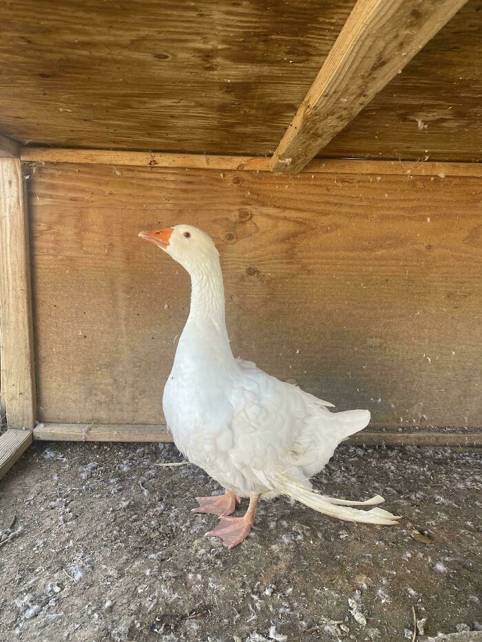 Just Rescued A Goose Today!