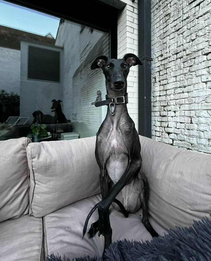 Meet Aurora, the Greyhound/Galgo Rescue