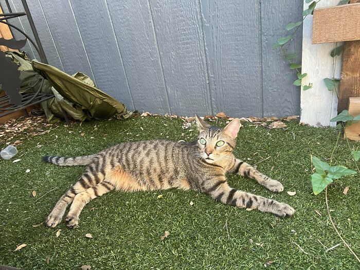 I Was So Wrong, Cats Are Totally Cool