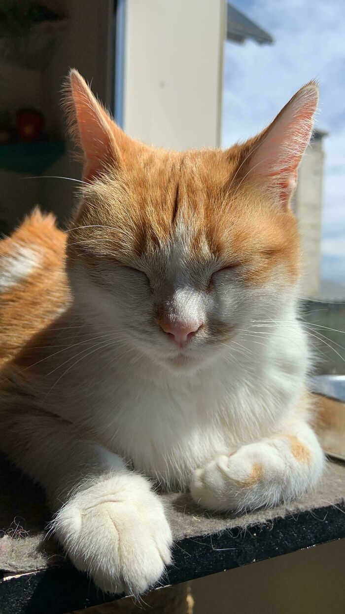 I Finally Got My Orange Kitten Toulouse!