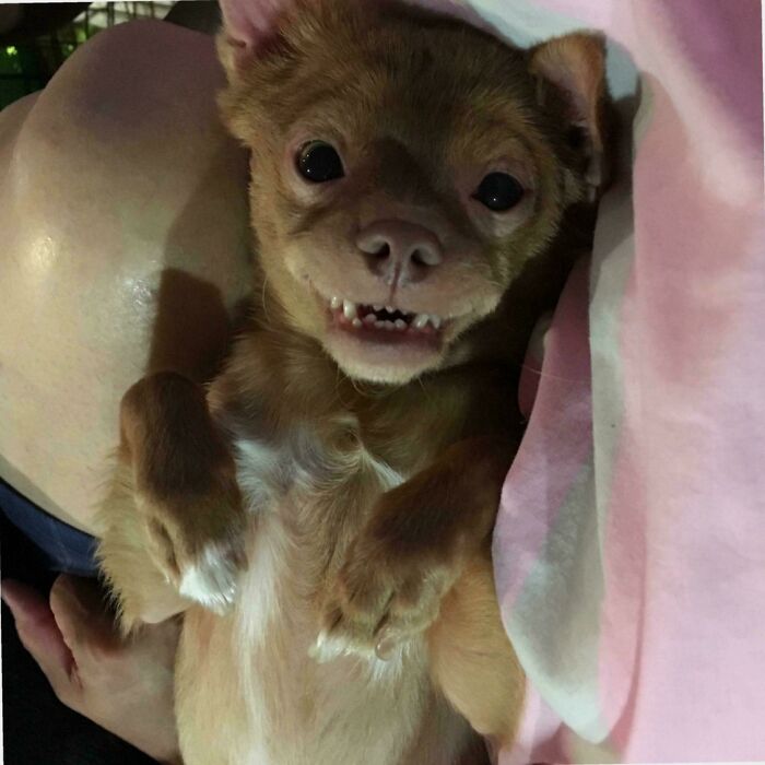 When Your Dog’s Smile Glitches Like a Pro