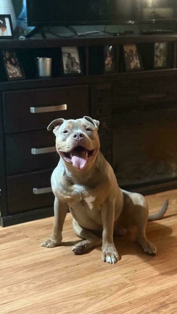 Adopting a Bully Baby—Meet Our Tornado!