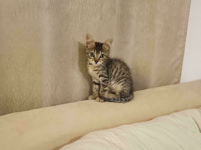 First Time Having a Cat in the Family