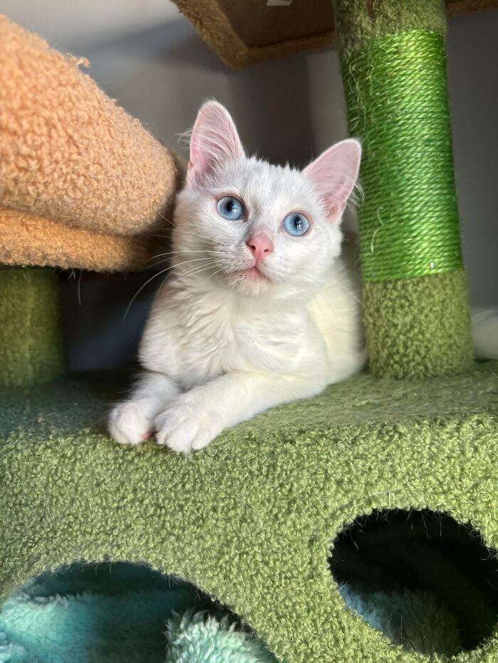 Adopted This Guy Yesterday! Name Ideas Welcome