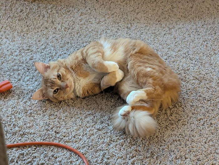 Newly Adopted Adult Cat Hisses—Will He Warm Up?