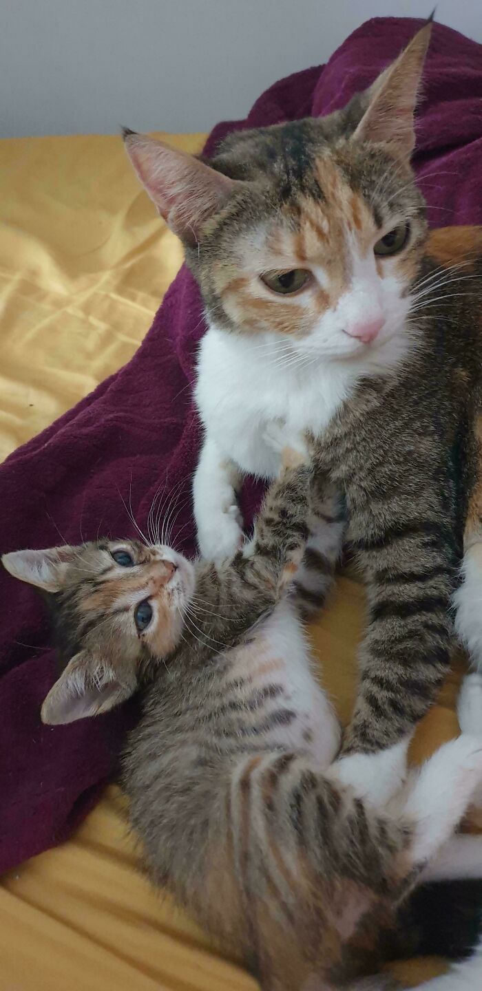 Florence and Her Adorably Tiny Torbico